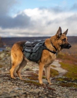 Amundsen Dog Back pack