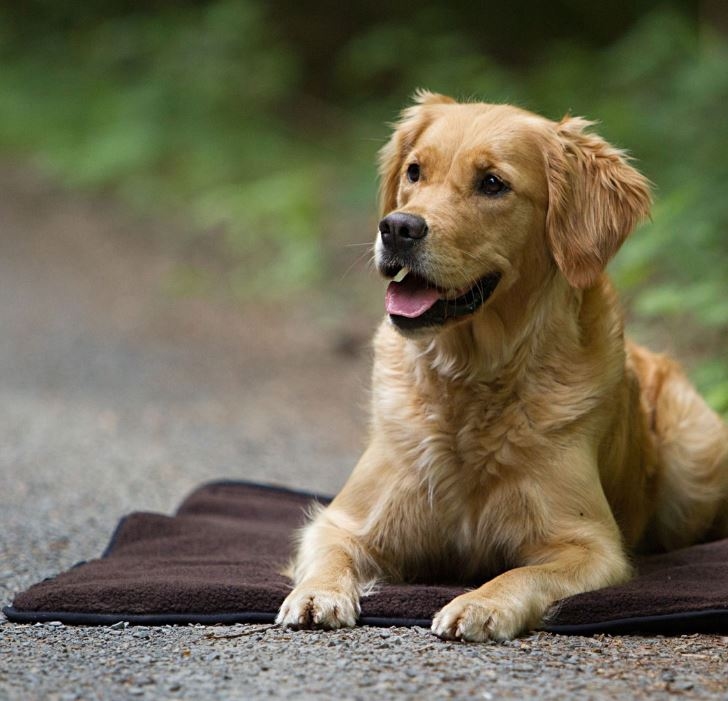 Fit 4 Dogs Warm-Up Blanket Standaard