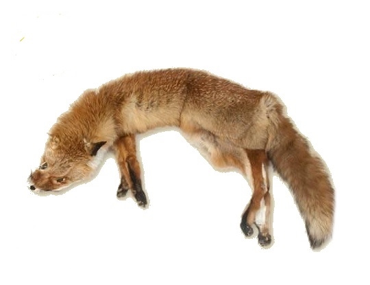 Full Body Fox Dummy