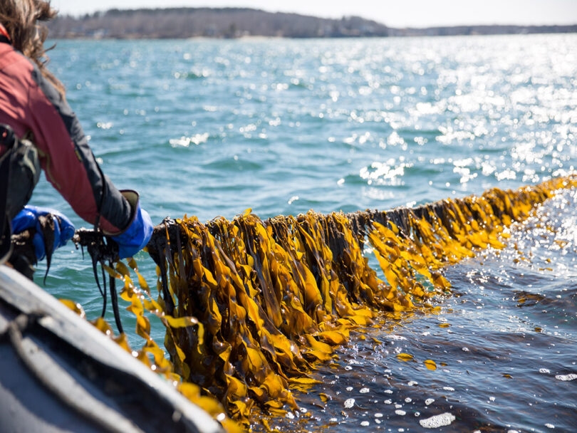 Kelp Superfood Sticks Zakje van 12 stuks