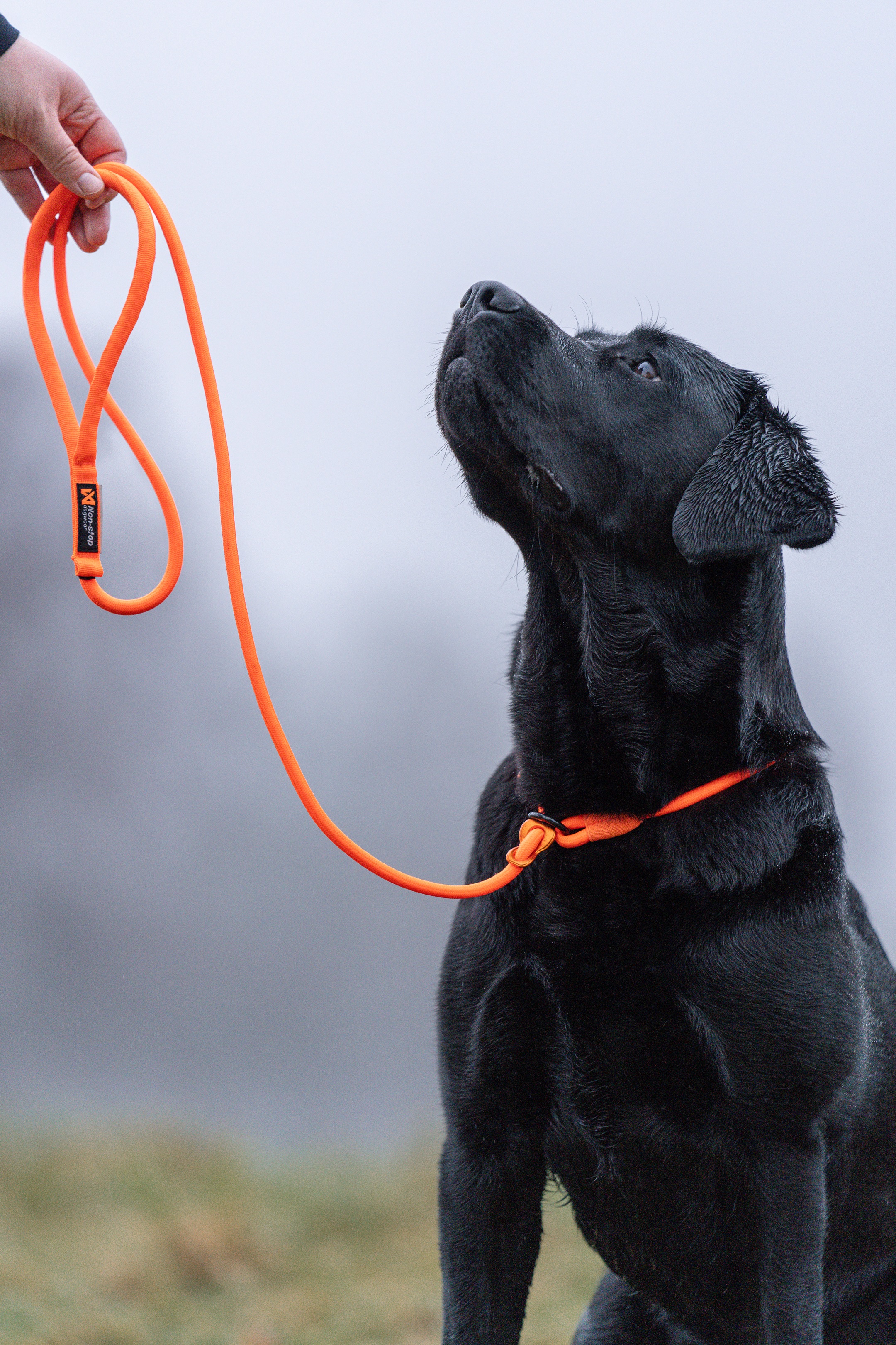 Labrador