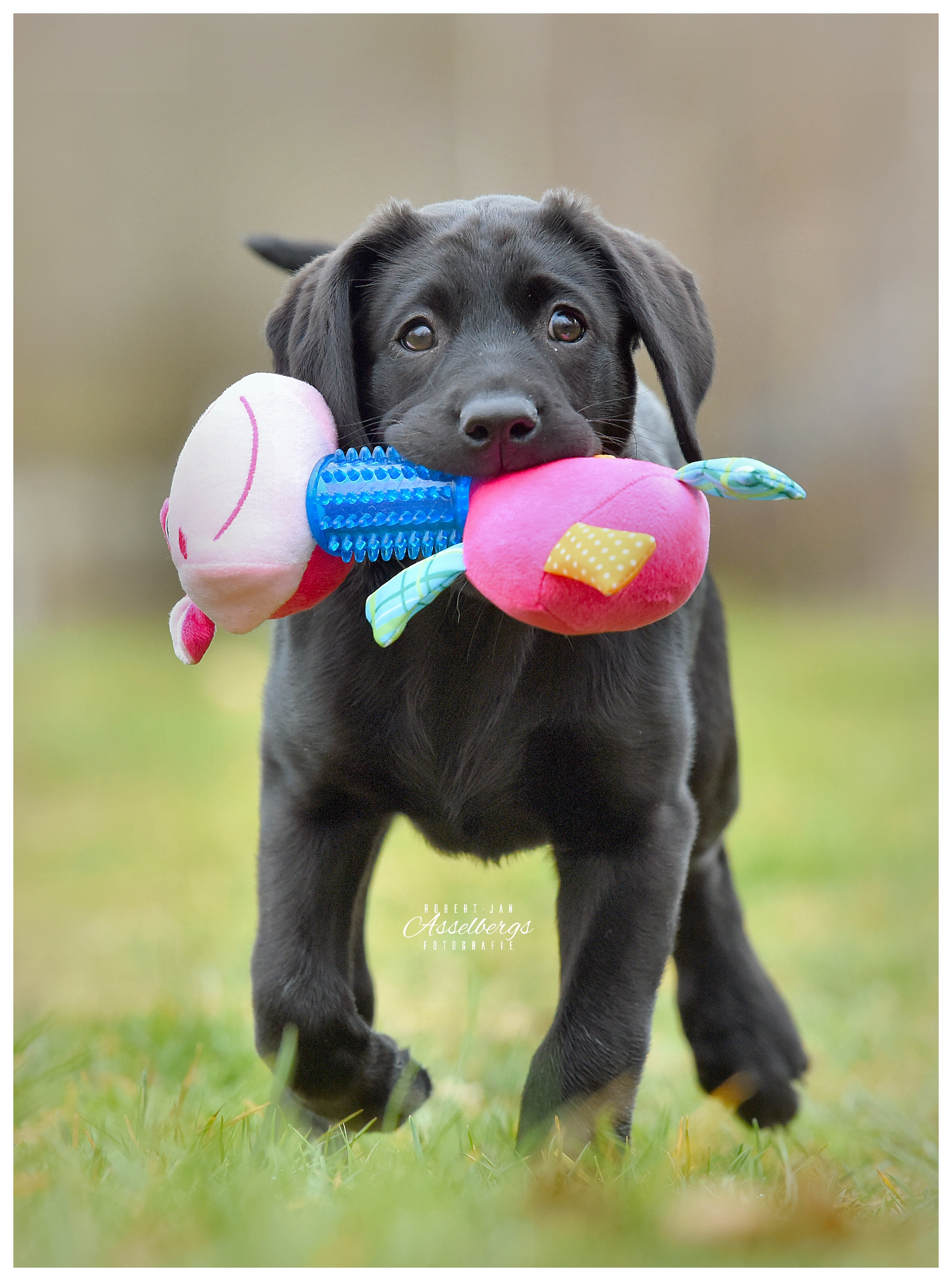 Speelgoed voor Puppy's & Jonge honden