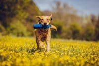 Dog & Field® Ultra Light Marking Dummy 185 Gram Blauw-3