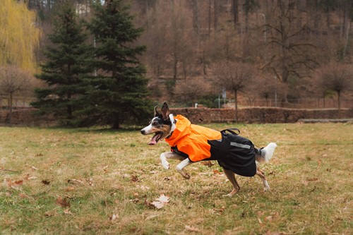 Glacier Dog Jacket 3.0 Black / Orange-3