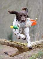 AFP Hunter Mallard-2