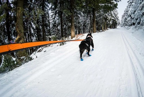 Bungee Leash 2.0 Black/Orange - 2,8 Meter (Bike & Skijoring)-3