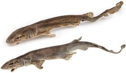 Catshaai 2 stuks