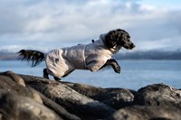 cocker spaniel