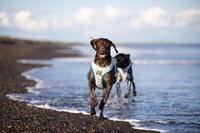 Cooling Pull-on Vest - Non Stop Dog Wear-3