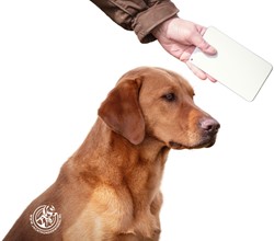 Dirigeerkaart / Handling Card Witte kaart voor zichtbaarheid bij dirigeren