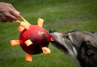 Dog Comets Voetbal Oranje-2