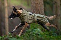 Fjord Raincoat Working Dog-2