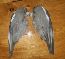 Duivenvleugels Set van 2 Zout Gedroogd