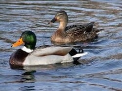 Wilde eend DIEPVRIES ALLEEN AFHALEN!!