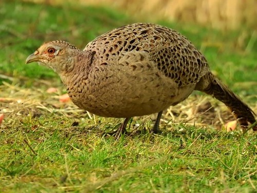 Fazant HEN DIEPVRIES ALLEEN AFHALEN!!