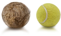 Firedog Tennisball Konijn