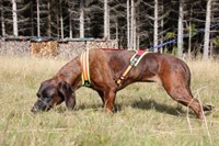 Niggeloh Zweet Harnas Follow Trail - Maat S-1