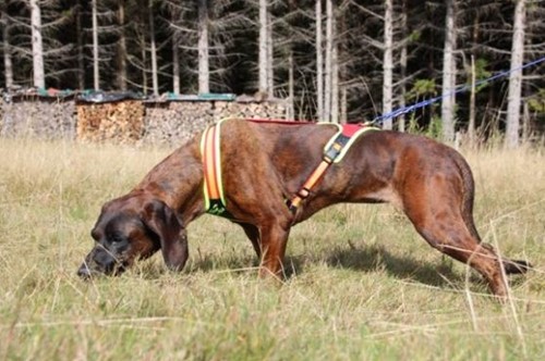 Niggeloh Zweet Harnas Follow Trail - Maat S-1