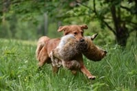 Full Body Fox Dummy 2,5 KG Vossendummy-2