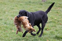 Full Body Fox Vossendummy 2,5 KG-3
