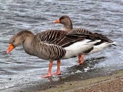Gans (Grauwe- Kol- Brand- of Nijlgans) DIEPVRIES ALLEEN AFHALEN!!