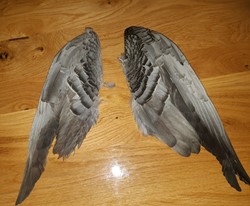 Gedroogde Ganzenvleugels