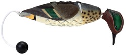 Avery EZ Greenwing Teal Taling