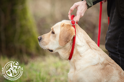 Help mijn hond trekt: Welke Sliplijn, halsband of tuigje is geschikt voor mij?