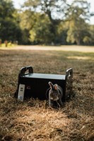 RABBIT & GO Inclusief konijntje-2