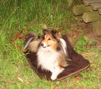hundebed met hond