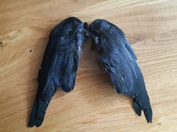 Kauwtjesvleugels Set van 2 Zout Gedroogd
