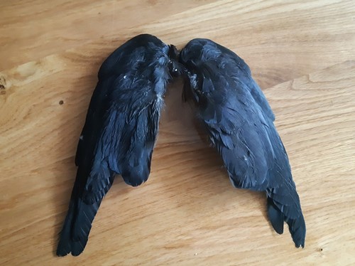 Kauwtjesvleugels Set van 2 Zout Gedroogd