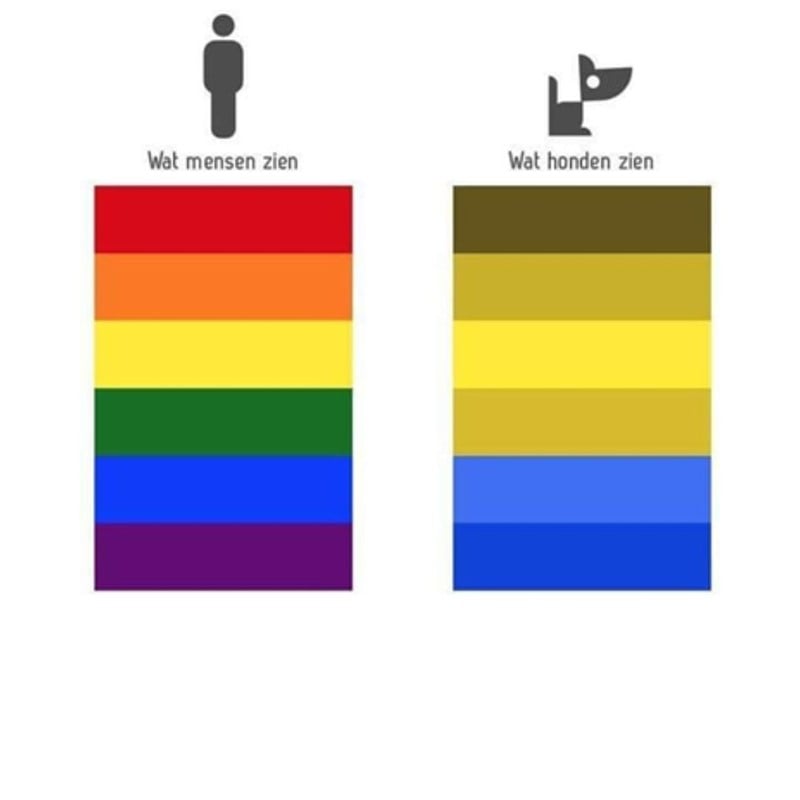 Hoe zien honden kleuren? En hoe kun je kleuren het beste gebruiken in je training? 