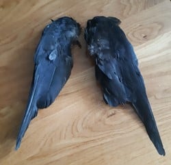 Kraaienvleugels Set van 2