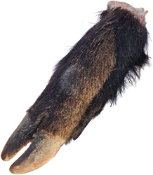 Loper Wild Zwijn (DIEPGEVROREN ALLEEN AFHALEN)