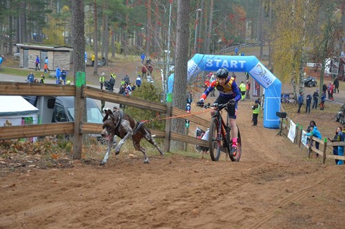 nonstopdogwear_b2b_Bike Antenna Klickfi