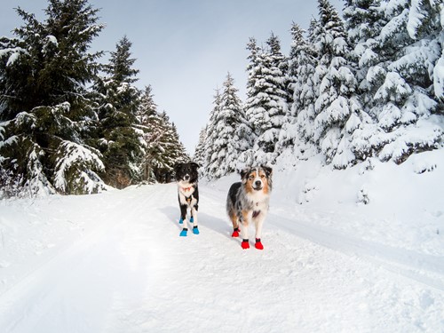 nonstopdogwear_b2b_Longdistance Booties_Radka Vrublovska - GOPR4102_6.jpg