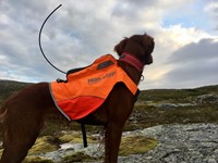 vest op hond