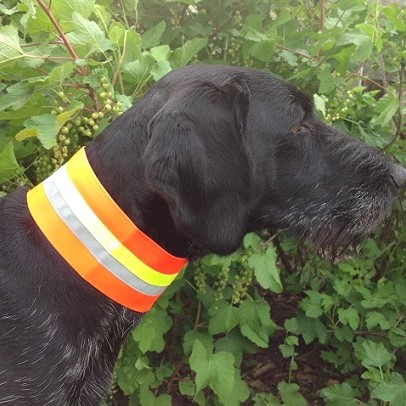 Signaalhalsband Gummyflex KLITTENBAND Oranje-2