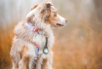 Orbiloc_Carabiner(Orbiloc_Dog_Dual_White; MSR_PRO; Long-fur; Large-dog; Collar)