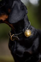 Orbiloc_Dog_Dual[GOLD; MSR_PRO; QMA; Collar, Coat; Short-fur; Small-dog; @teckel_bjinse]_L