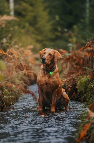 Orbiloc_Dog_Dual[Green; Dog-in-forest; MSR_PRO; QMA; Collar; Short-fur; Large-dog