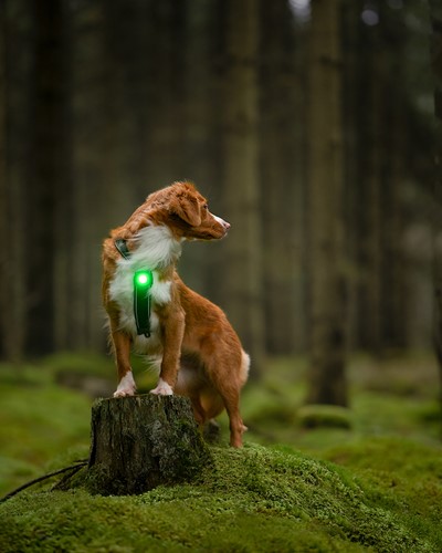 Orbiloc_Dog_Dual[Green; Forest; MSR_PRO; QMA; Collar; Long-fur; Medium-dog; @tollernikki]_