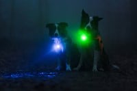 Orbiloc® Dog Dual Safety Light set-2