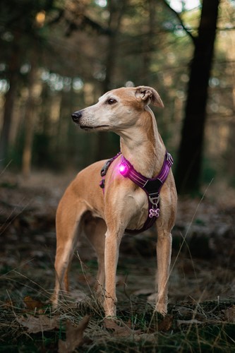 Orbiloc_Dog_Dual[Pink; MSR_PRO; QMA; Harness; Short-fur; Large-do