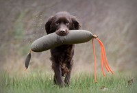 Firedog Wild Dummy Fazant-2