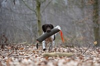 Firedog Wild Dummy Fazant-3