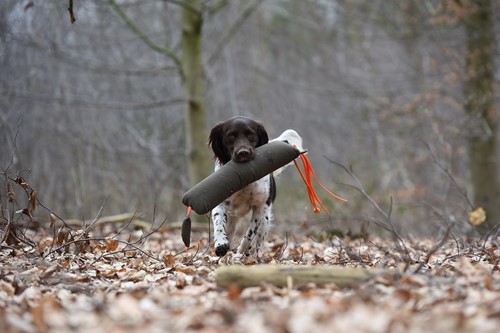 Firedog Wild Dummy Fazant-3