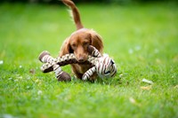 Takkie de Tijger-3