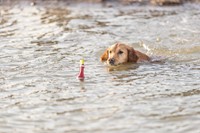 Reddingsboei snack- en waterdummy -3